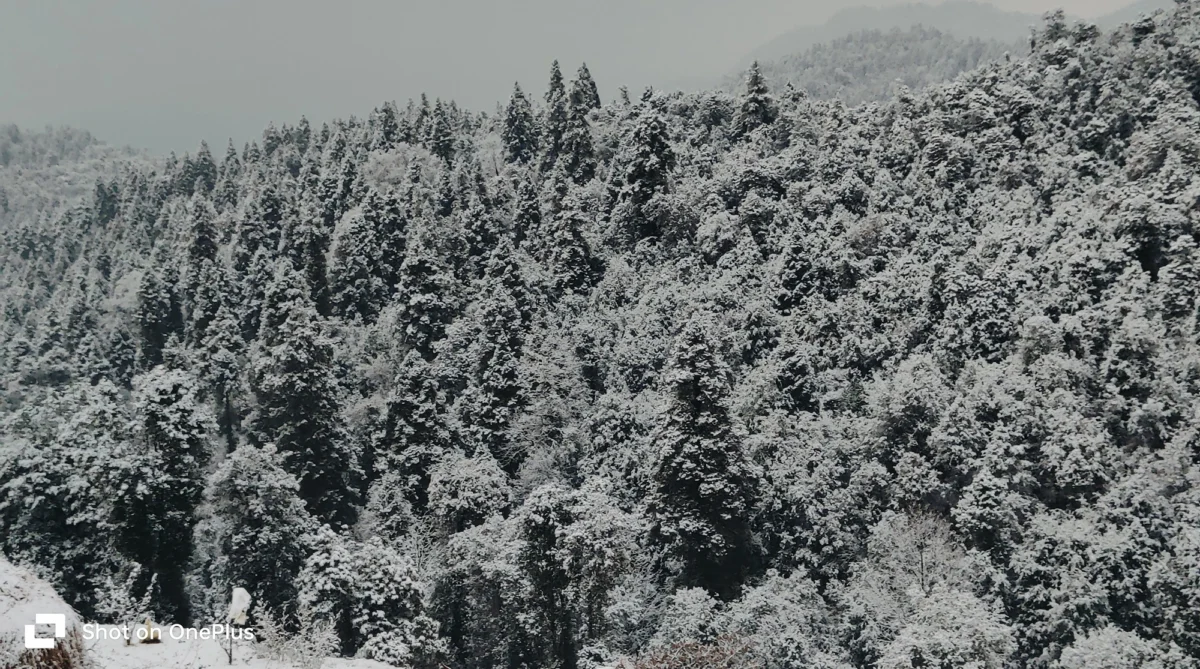 Himalayan Spruce Farm Stay--n04-