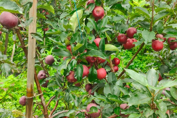 Himalayan Spruce Farm Stay--img-09