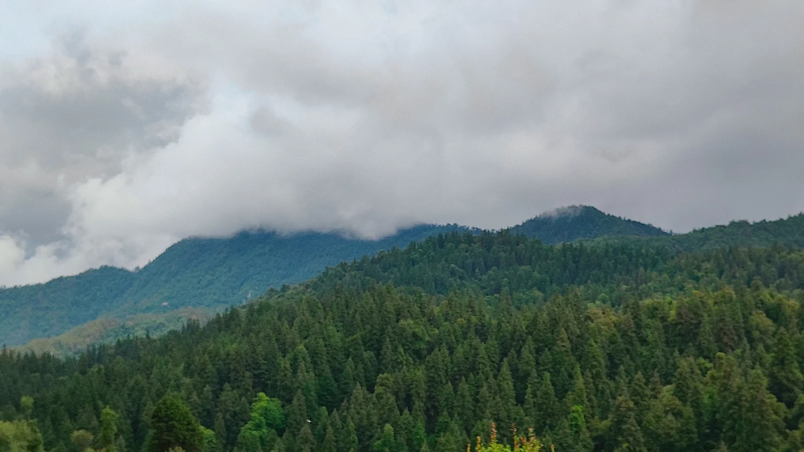 Himalayan Spruce Farm Stay--nature-01